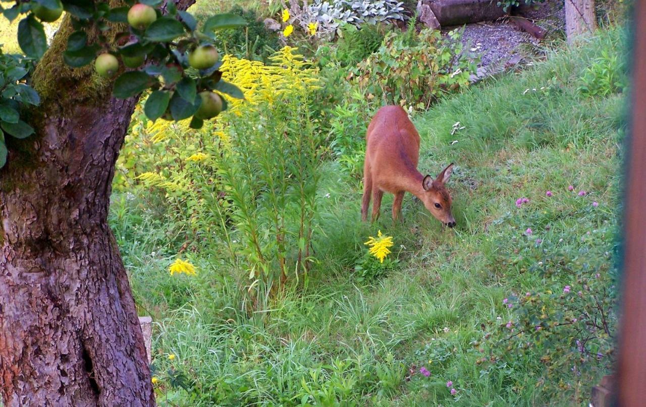 Ein Platz Fuer Ruhe Und Naturgenuss Sebnitz Buitenkant foto